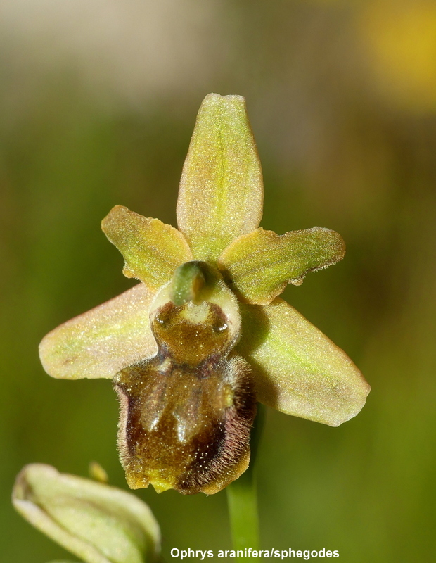 Orchidee a Campo Imperatore tra Medioevo e wilderness  primavera 2023